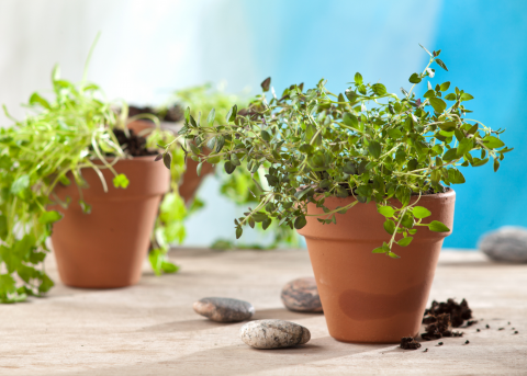 Herbs