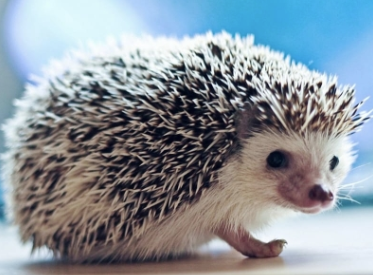 Hedgehog
