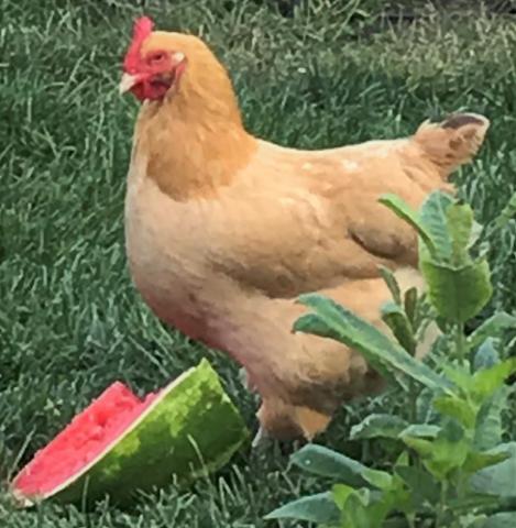 Image of a chicken. 