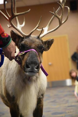 Image of a reindeer from Silly Safaris. 