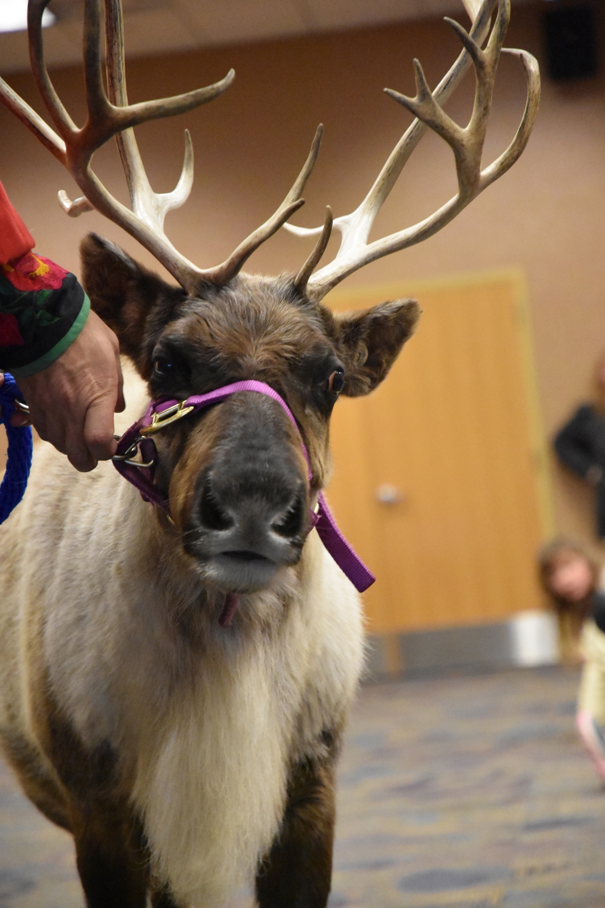 Image of a reindeer from Silly Safaris. 
